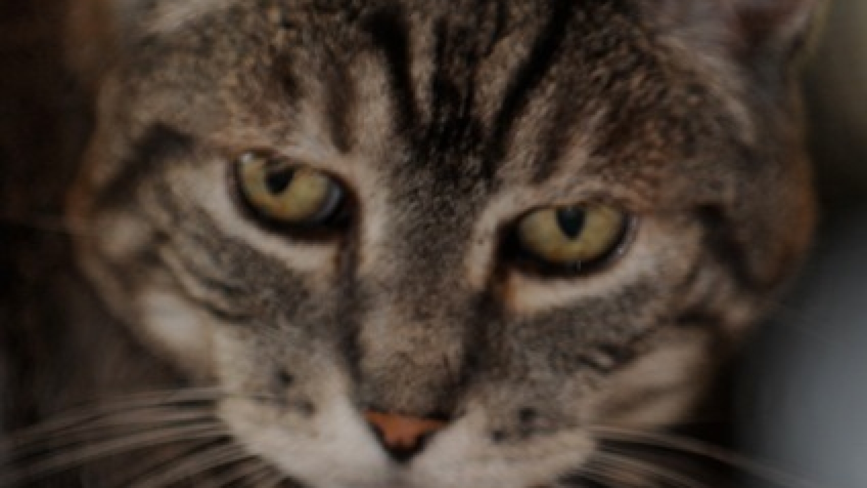 Mr Manx