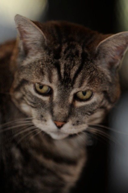 Mr Manx