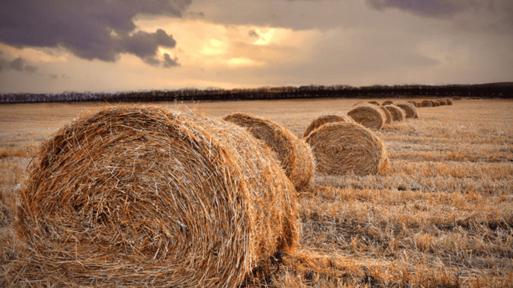Straw-Wide.png