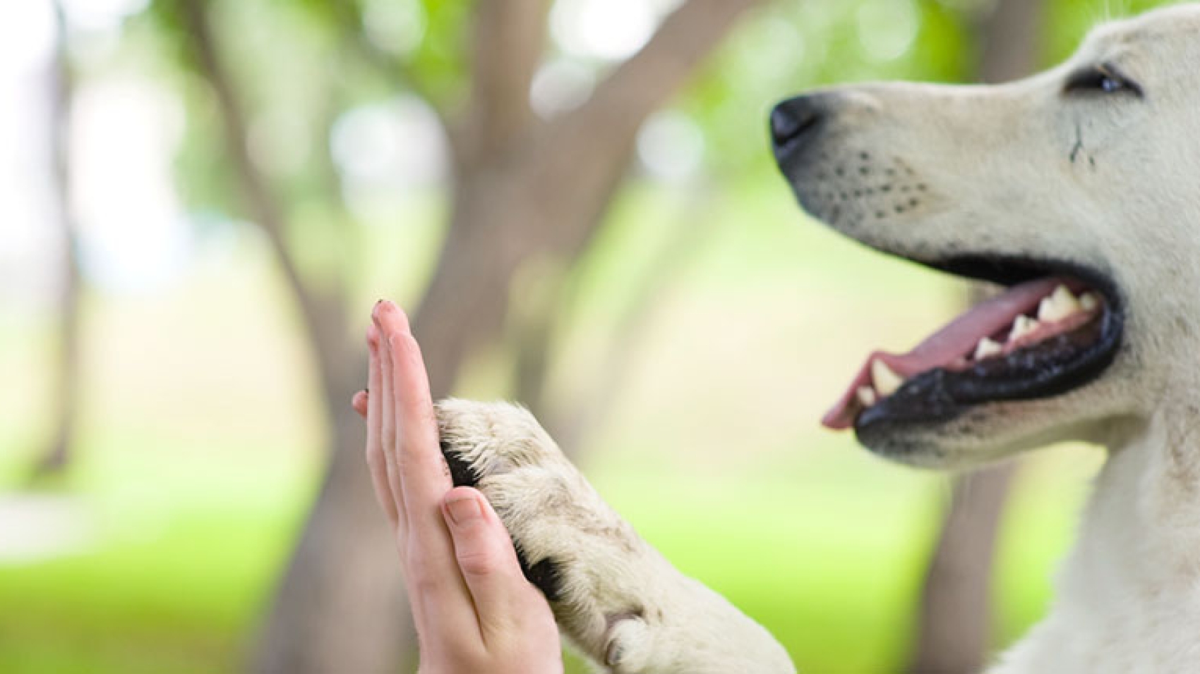 pets