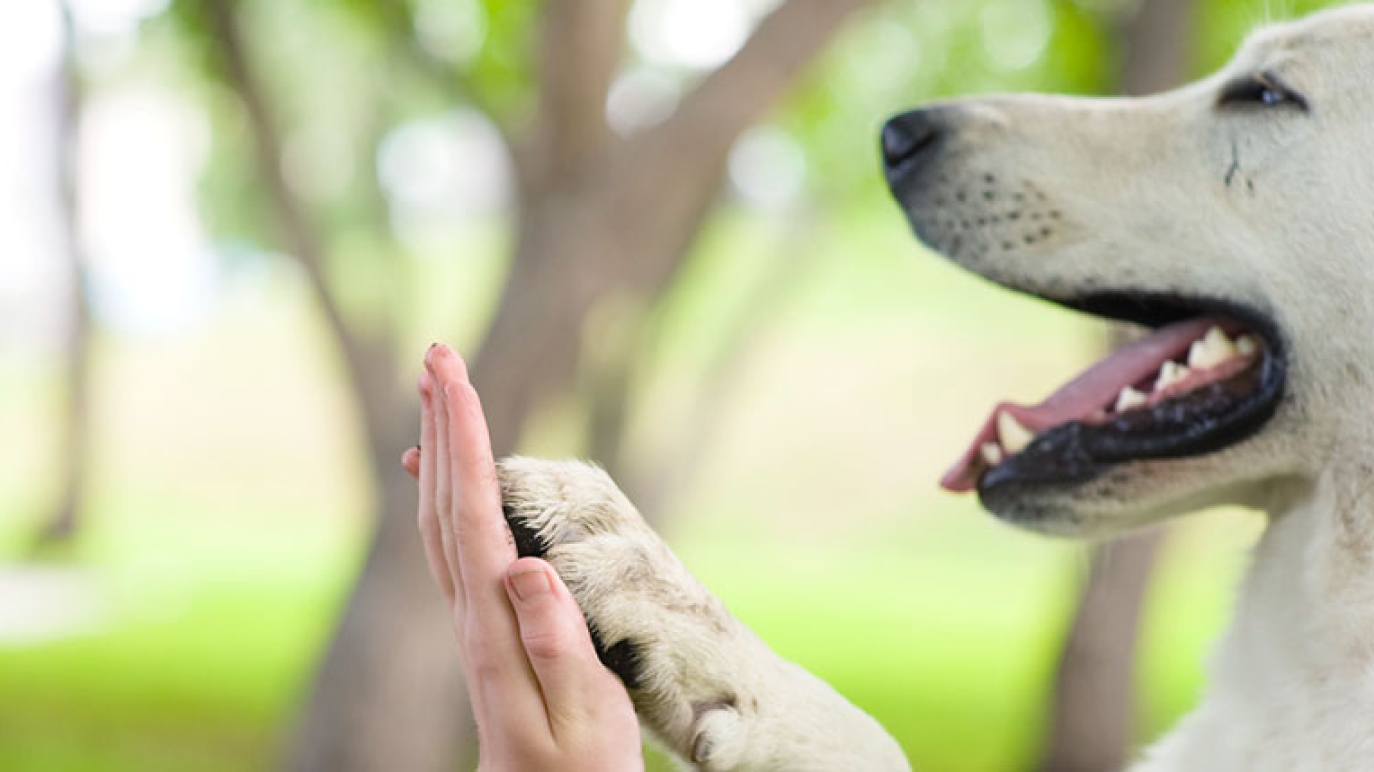 pets