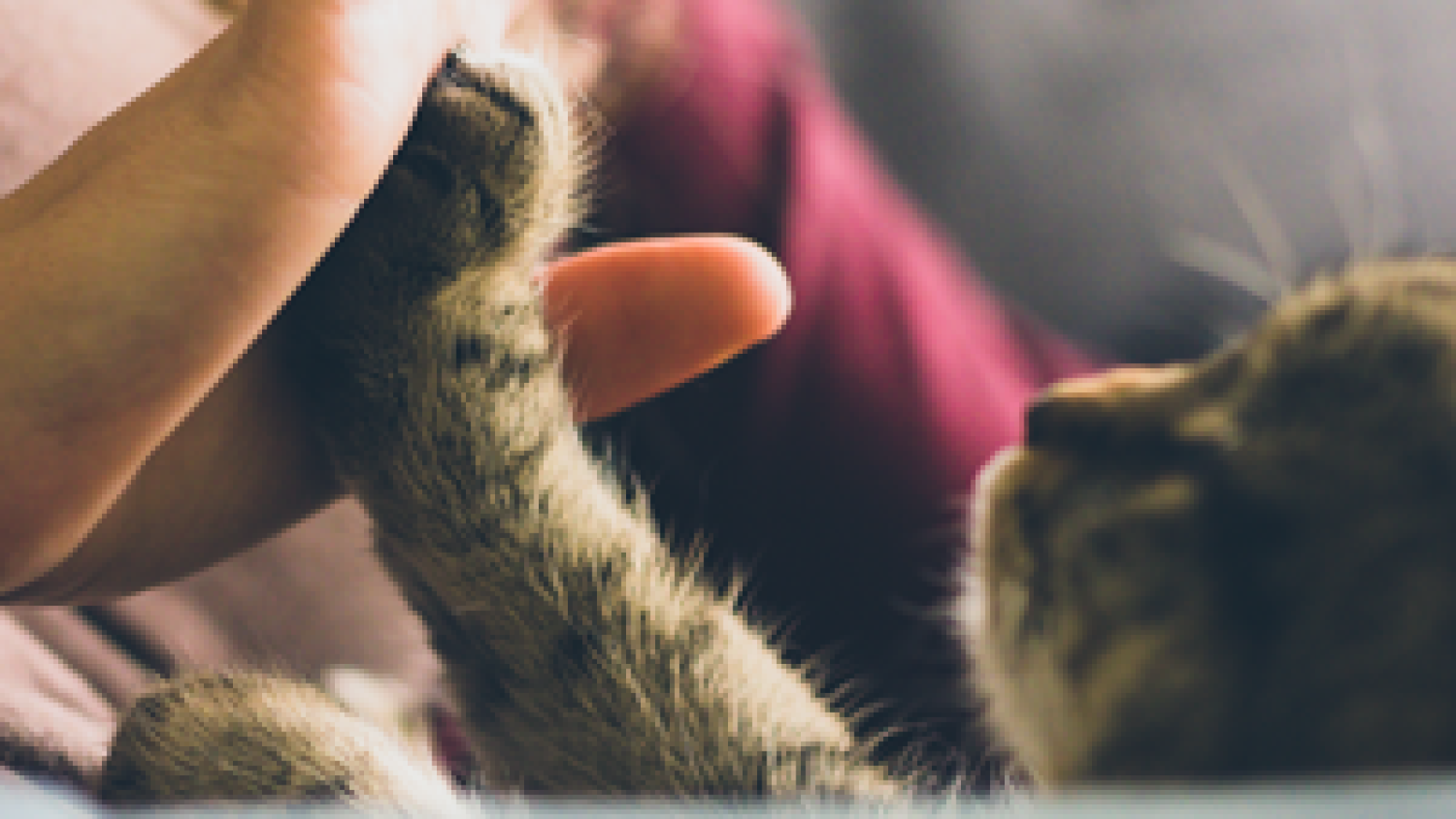 animal energy healing courses
