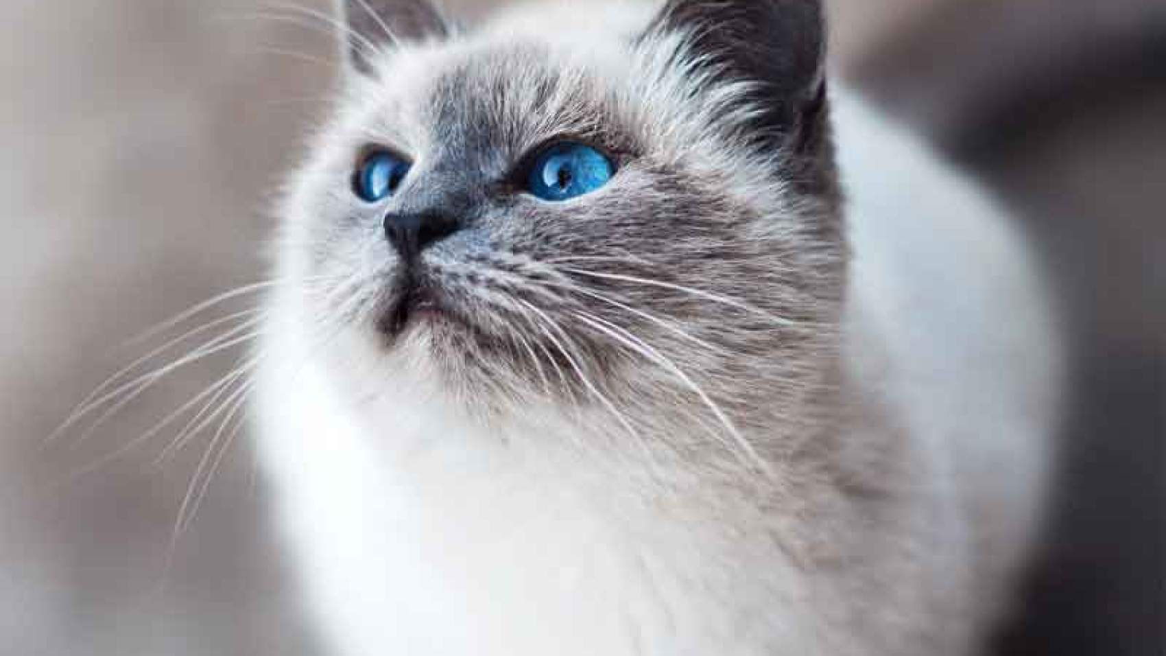 Healthy Cats