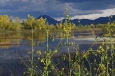 California-compressed