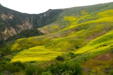 EarlySpring-compressed