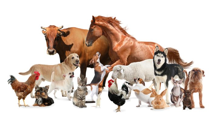 Animal Farm