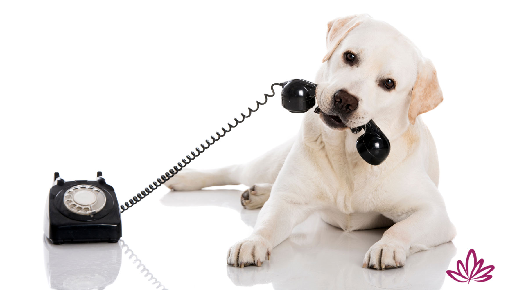 Animal Communication Energy Healing